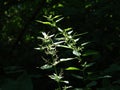 Nettle in the forest