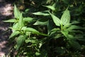 Nettle. Fresh organic nettle plant outdoor in nature. Natural nettle on sunlight. Sting with nettle. Fresh stinging nettle leaves.