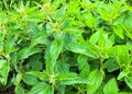 Nettle is a genus of flowering plants of the Nettle family. The stems and leaves are covered with burning hairs, which were given