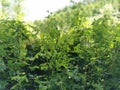 Nettle grass close-up in summer forest. Soft blurred selective focus. Greenery for background, splash, advertisemen