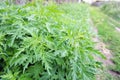 Nettle grass Latin Urtica cannabina grows luxuriantly on the side of the rural road in the village in summer