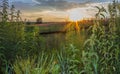 Nettle grass in the sun at sunset