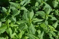 Nettle green leaves in the garden. Urtica dioica