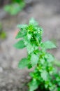 Nettle. Green leaves of nettle. Photos of medicinal plants.