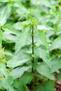 Nettle with green leaves