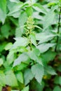 Nettle with green leaves