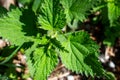 Nettle green. Medicinal plant.