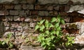 Nettle green plant, against the background of an abstract light brick wall