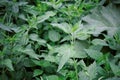 Nettle growing in the field Royalty Free Stock Photo