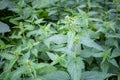 Nettle growing in the field Royalty Free Stock Photo
