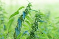 Nettle growing near the field, medicinal plant