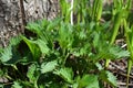 Nettle grows near tree trunk in the garden. Young green leaves in spring