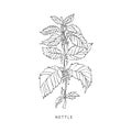 Nettle Hand Drawn Realistic Sketch