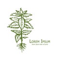 Nettle, hand drawn sketch for your design Royalty Free Stock Photo