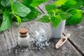 Nettle healing herbs, mortar and bottles of homeopathic globules. Homeopathy . Royalty Free Stock Photo