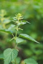 Nettle herb