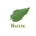 Nettle herb, medicinal plant. Green leaf of Nettle. Vector botanical illustration of nettle. Cosmetics and medical plant