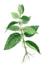 Nettle herb, Nettle herb medicinal and food plants Royalty Free Stock Photo