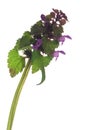 Nettle lamium purpureum Royalty Free Stock Photo