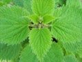Nettle leaf Royalty Free Stock Photo
