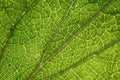 Nettle Leaf Detail Royalty Free Stock Photo