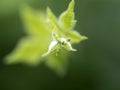 Nettle leaf detail close up Royalty Free Stock Photo