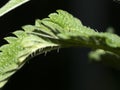 Nettle leaf detail close up Royalty Free Stock Photo