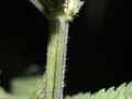 Nettle leaf detail close up Royalty Free Stock Photo