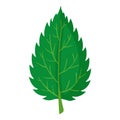 Nettle leaf icon, cartoon style