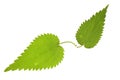 Nettle leaf on isolated Royalty Free Stock Photo