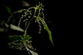 Nettle leaf isolated on black Royalty Free Stock Photo