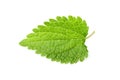 Nettle leaf isolated Royalty Free Stock Photo
