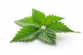 Nettle leaf isolated on white background AI generated Royalty Free Stock Photo