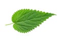 Nettle leaf isolated Royalty Free Stock Photo