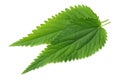 nettle leaf isolated on white background. top view. medical herbs.