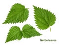 Nettle leaf isolated on white without shadow Royalty Free Stock Photo