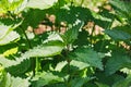 Nettle leaf plant close-up Royalty Free Stock Photo
