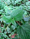 Nettle leaf and plant
