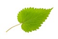 Nettle leaf Royalty Free Stock Photo