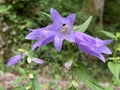 Nettle-leaved bellflowe Campanula trachelium, NesselblÃÂ¤ttrige Glockenblume oder Nesselblaettrige Glockenblume, Campanule gantelÃÂ© Royalty Free Stock Photo