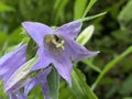 Nettle-leaved bellflowe Campanula trachelium, NesselblÃÂ¤ttrige Glockenblume oder Nesselblaettrige Glockenblume, Campanule gantelÃÂ©