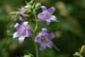 Nettle-leaved Bellflower Royalty Free Stock Photo