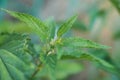 Nettle leaves closeup. Medicine plant. Nature