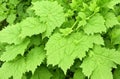 Nettle leaves on natural background