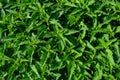 Nettle leaves, top view. Bushes of stinging-nettles. Botanical pattern. Greenery common nettle. Alternative medicine plant