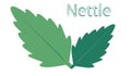 nettle leaves on a white background the logo and the inscription nettle
