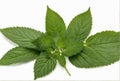 Nettle leaves on white background