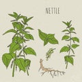 Nettle medical botanical isolated illustration. Plant, leaves, root, flowers hand drawn set. Vintage sketch colorful.
