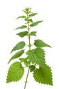 Nettle plant Royalty Free Stock Photo