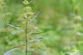 Nettle plant on background of blurred grass. Nettle in nature. Natural background Plant background. Royalty Free Stock Photo